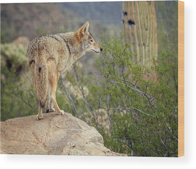 Coyote Wood Print featuring the photograph Coyote by Tam Ryan