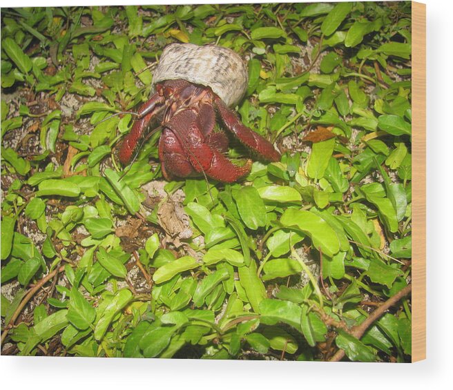 Hermit Crab Wood Print featuring the photograph Crab on the Move by Steve Madore