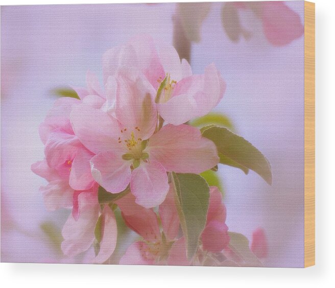 Crabapple Wood Print featuring the photograph Crabapple Pink by MTBobbins Photography