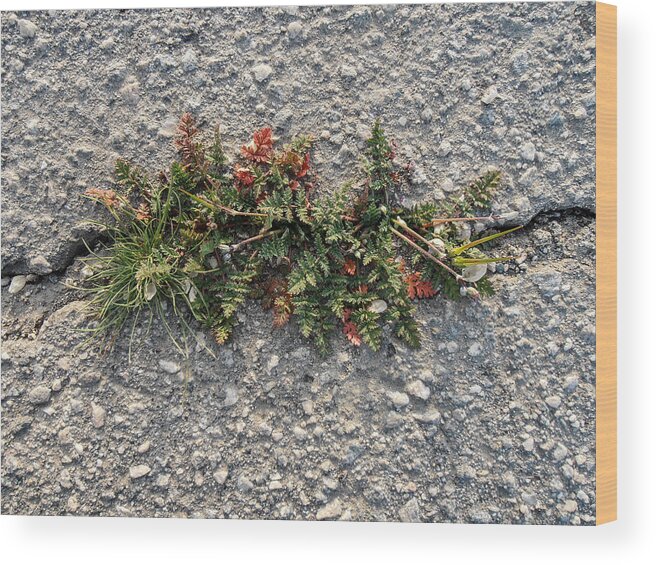 Weeds Wood Print featuring the photograph Crack Corsage by Stan Magnan