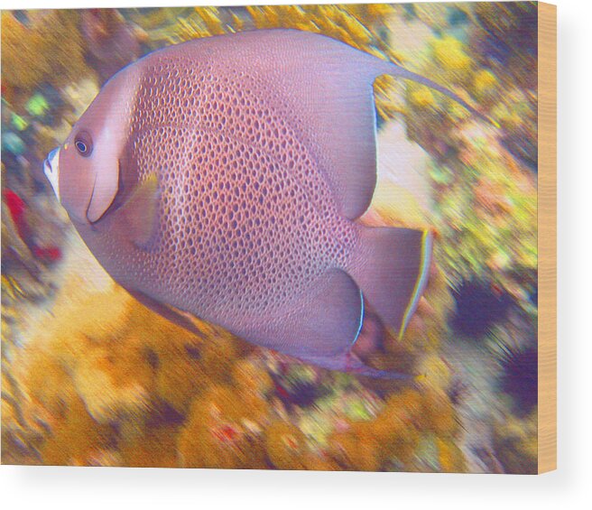 Fish Wood Print featuring the photograph Crawl Cay Gray Angelfish by Kelly Smith