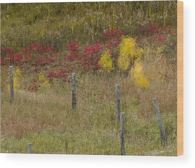Color Wood Print featuring the photograph Crimson and Gold by Tara Lynn