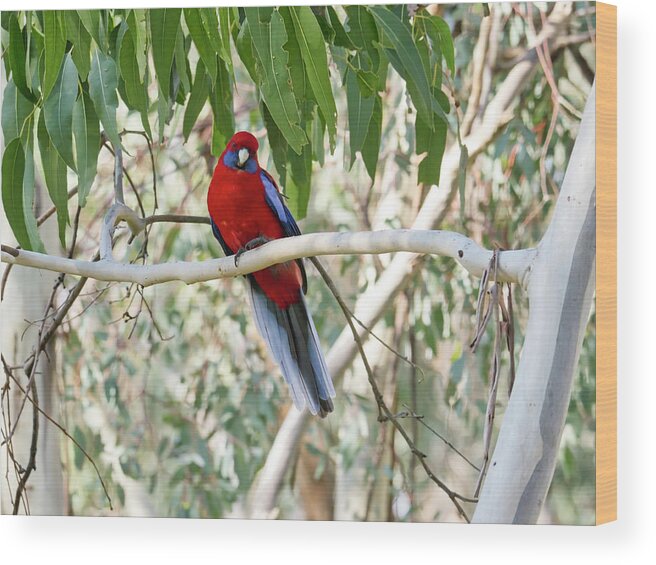 Bird Wood Print featuring the photograph Crimson Rosella 4 - Canberra - Australia by Steven Ralser