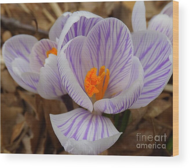 Spring Flowers Wood Print featuring the photograph Crocus Violeta by Lingfai Leung