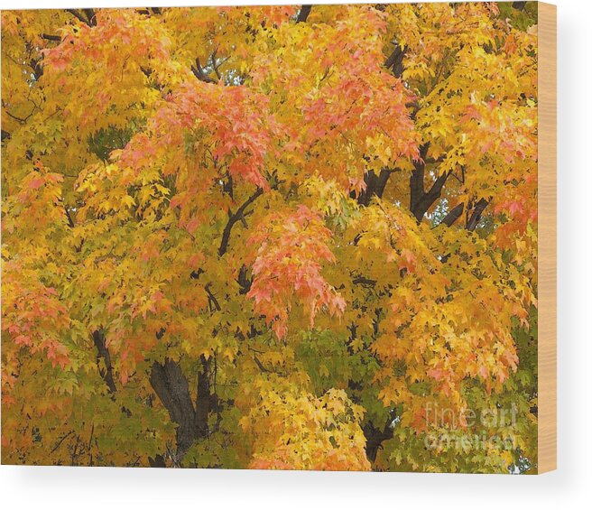 Autumn Wood Print featuring the photograph Crowning Glory by Ann Horn