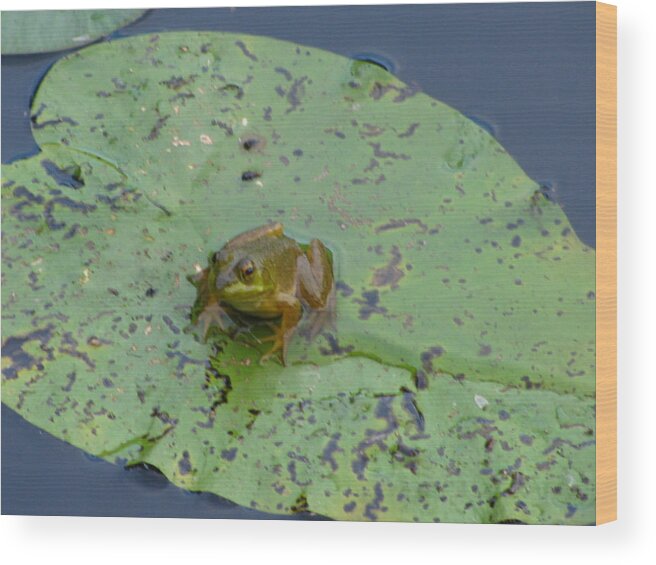 Frog Wood Print featuring the photograph Cute Frog by Tammy Bullard