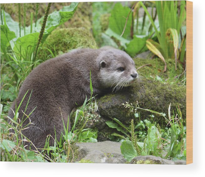 Otters Wood Print featuring the photograph Cute otter by Sharon Lisa Clarke