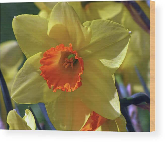Floral Wood Print featuring the mixed media Daffodil Brilliance by Lynda Lehmann