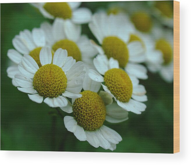 White Daisy Wood Print featuring the photograph Daisies by Juergen Roth