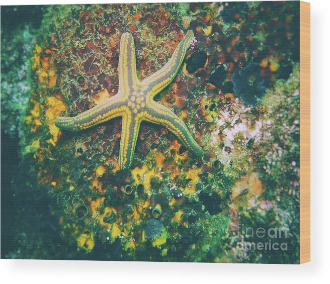 Starfish Wood Print featuring the photograph Dancing Under the Sea by Becqi Sherman