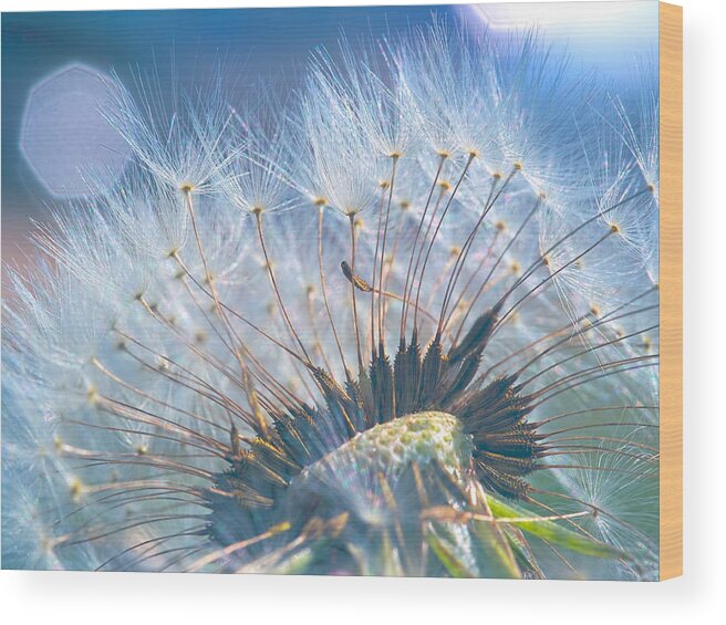 Dandelion Wood Print featuring the photograph Dandelion in Light by Brad Boland