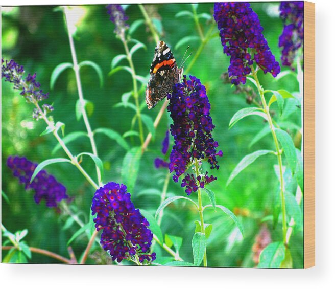 Butterfly Bush Wood Print featuring the photograph Decisions... by Brittany Horton