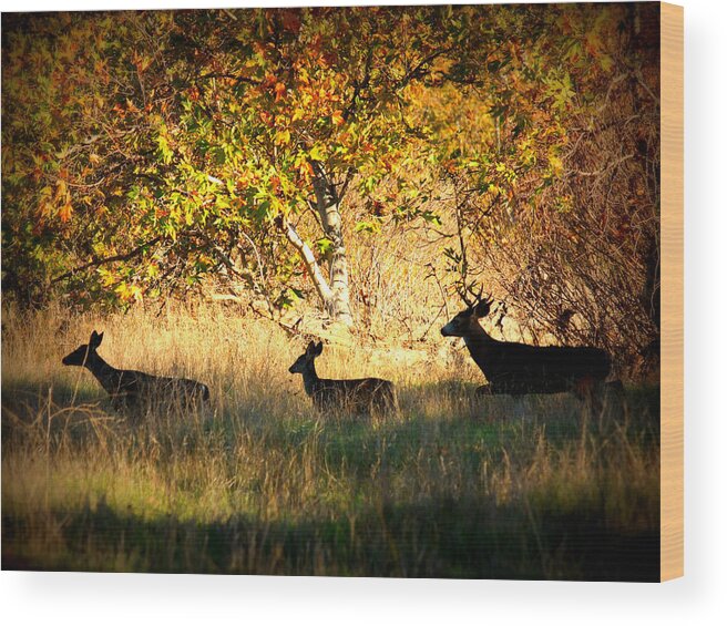 Landscape Wood Print featuring the photograph Deer Family in Sycamore Park by Carol Groenen