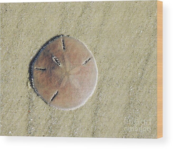 Beach Wood Print featuring the photograph Design In The Sand by Jan Gelders