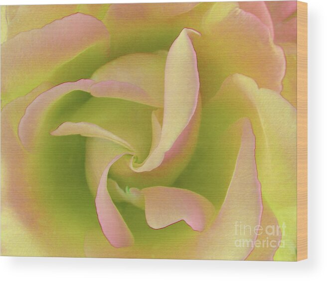 Flowers-roses Wood Print featuring the photograph Designer Rose by Scott Cameron