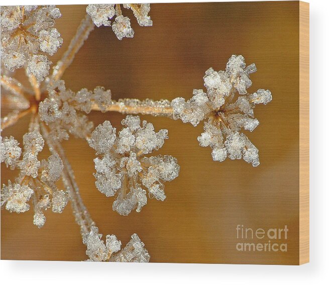 fennel-leaved Lomatium Wood Print featuring the photograph Diamond Ice by Katie LaSalle-Lowery