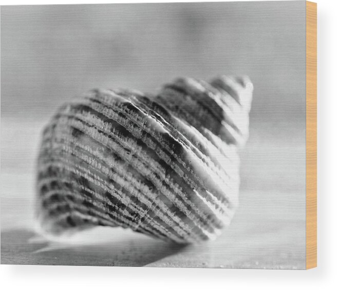 Diminutive Wood Print featuring the photograph Diminutive by Tom Druin