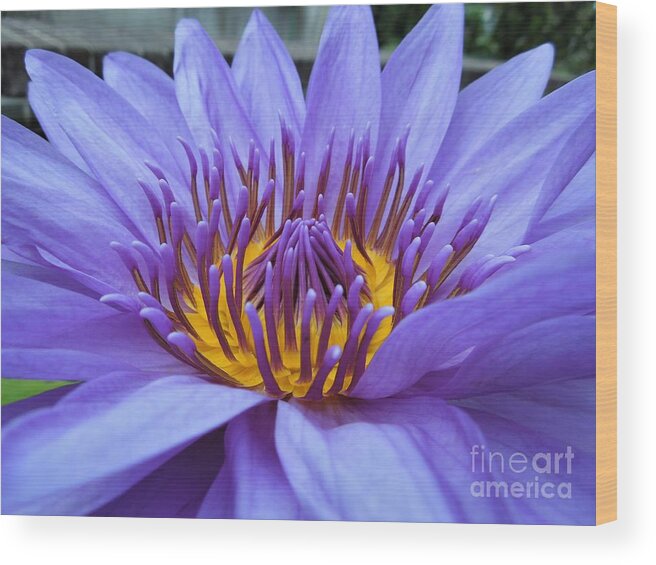 Water Lily Wood Print featuring the photograph Divine by Chad and Stacey Hall