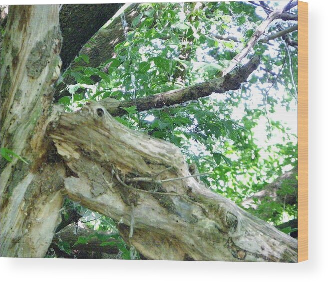 Nature Wood Print featuring the photograph Do You See What I See by Peggy King