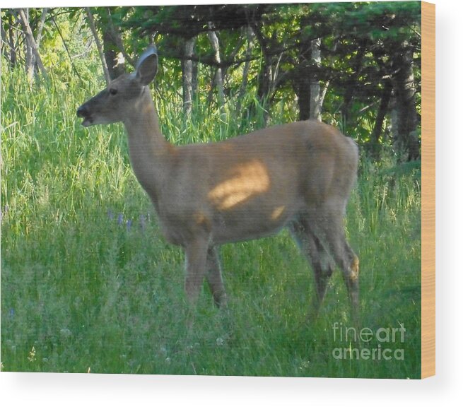 Deer Wood Print featuring the photograph Doe a Deer by Wild Rose Studio
