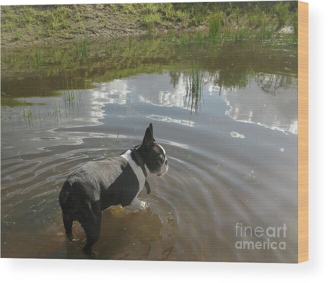 Background Wood Print featuring the photograph Dog in pond by Patricia Hofmeester