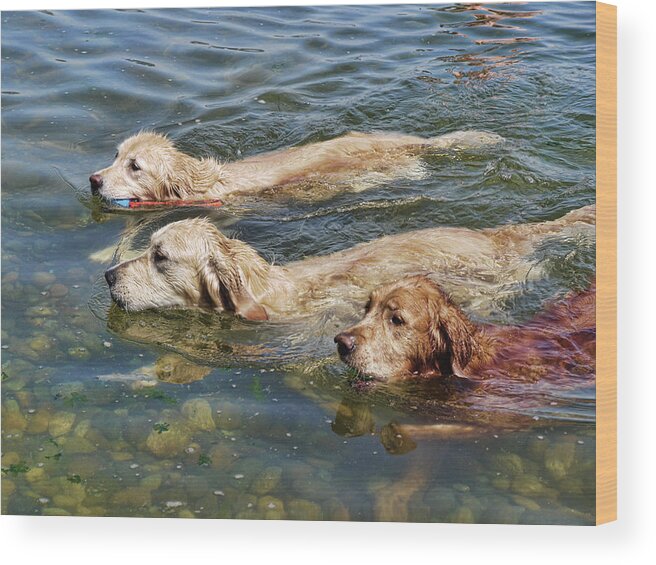 Swimming Wood Print featuring the photograph Dogs Are People Too by Lawrence Christopher