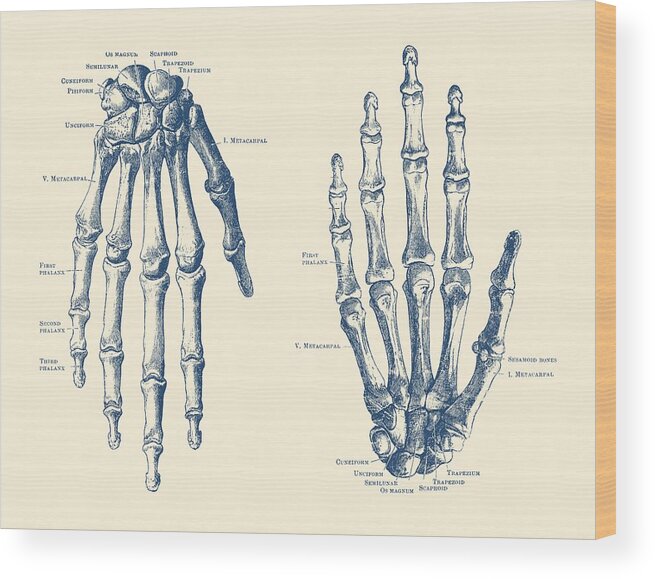 Skeleton Wood Print featuring the drawing Double Hand Skeletal Diagram - Vintage Anatomy Print by Vintage Anatomy Prints