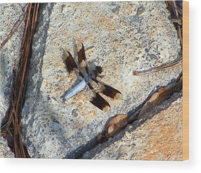 Insects Wood Print featuring the photograph Dragonfly Display by Jennifer Robin
