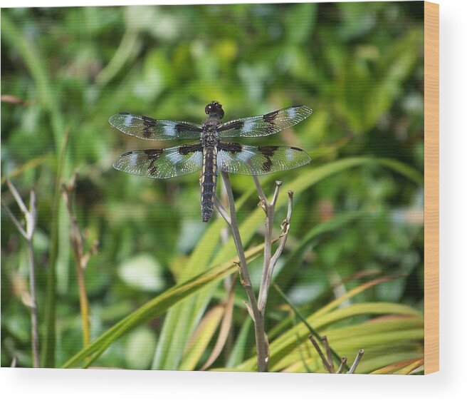 Dragonfly Wood Print featuring the photograph Dragonfly by Julie Rauscher