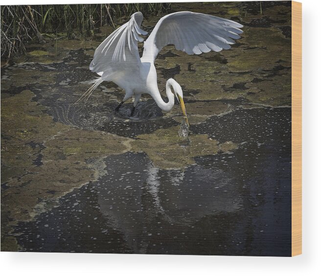 Egret Wood Print featuring the photograph Drama Queen by David Kay