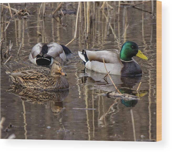 Ducks Wood Print featuring the photograph Ducks at Bombay Hook by Robert Pilkington