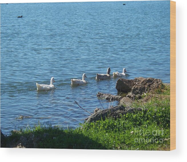 Ducks In A Row Wood Print featuring the photograph Ducks In A Row by Seaux-N-Seau Soileau