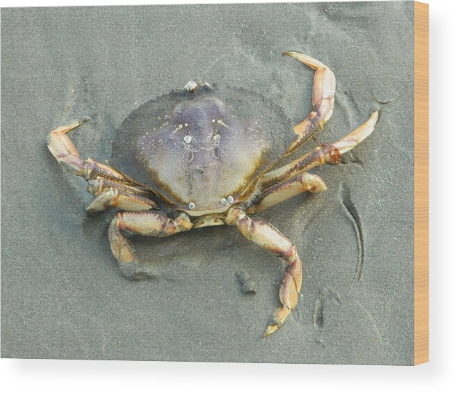 Crabs Wood Print featuring the photograph Dungeness Backside by Gallery Of Hope 