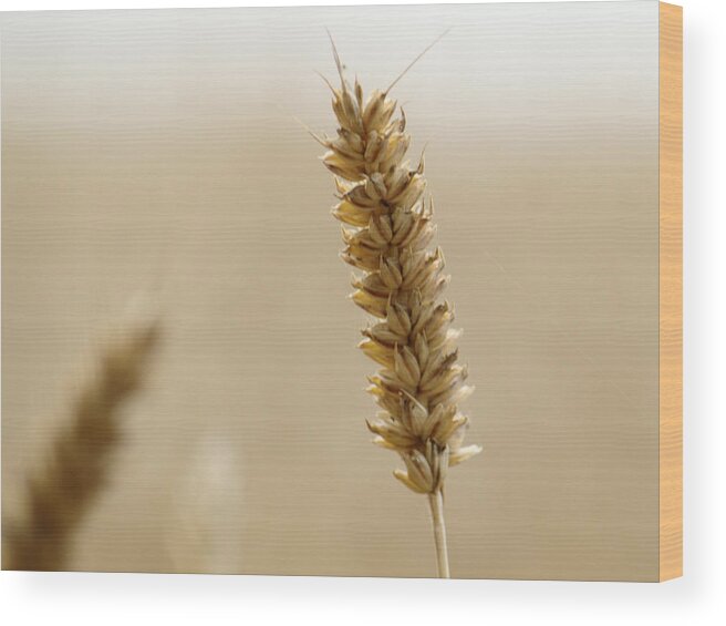 Ear Wood Print featuring the photograph Ear Of Wheat by Adrian Wale