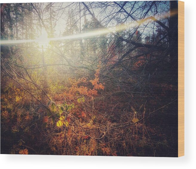 Autumn Wood Print featuring the photograph Early Morning Winter Sun by No Alphabet