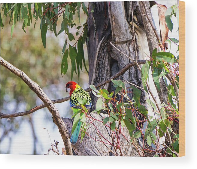 Bird Wood Print featuring the photograph Eastern Rosella - Canberra - Australia by Steven Ralser