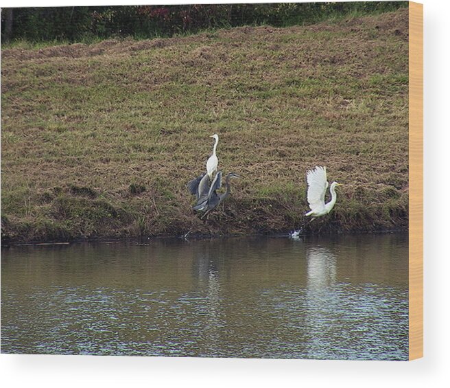 Egret Wood Print featuring the photograph Egret dance by Nijole Byer