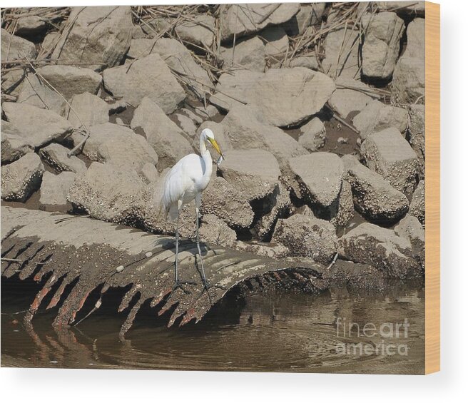 Great Egret Wood Print featuring the photograph Egret Fishing by Al Powell Photography USA