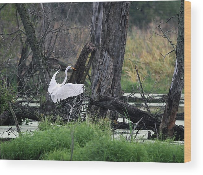 Egret Wood Print featuring the photograph Egret In Flight by Jackson Pearson