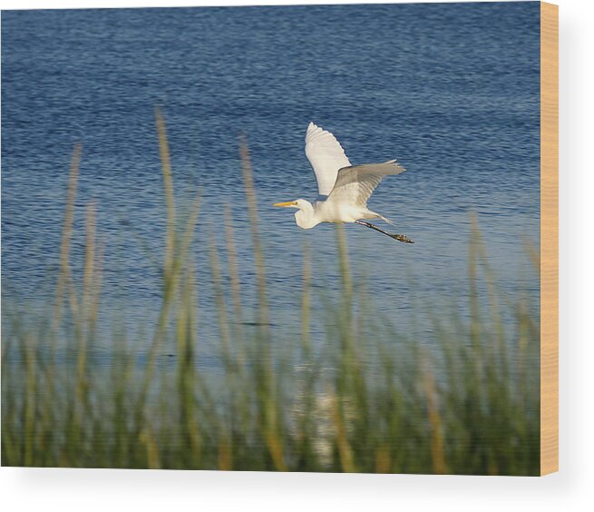 Richard Reeve Wood Print featuring the photograph Egret in Flight by Richard Reeve