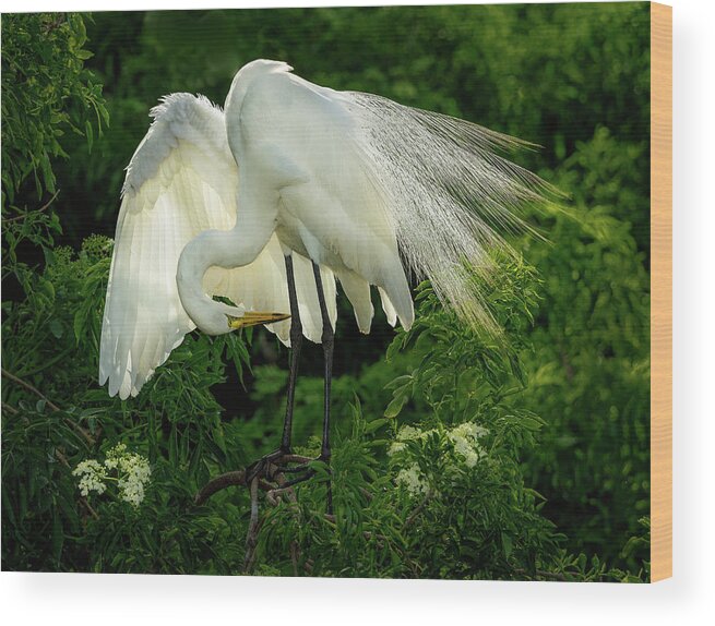 Egret Wood Print featuring the photograph Egret Preening by Steve Zimic