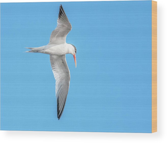 Elegant Wood Print featuring the photograph Elegant Tern 3851-072815-1cr by Tam Ryan