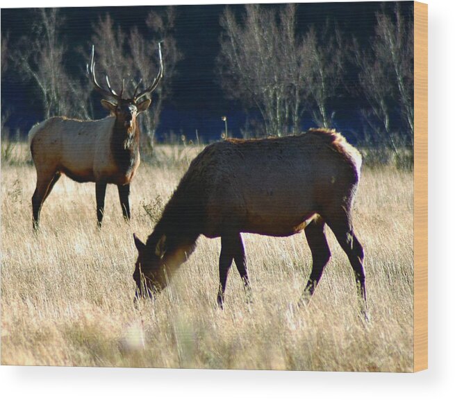 Photo Wood Print featuring the photograph Elk by Julie Clements