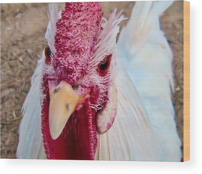  Arizona Wood Print featuring the photograph Elvis the Rooster by Judy Kennedy