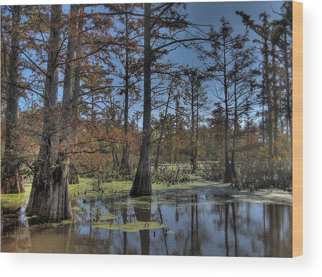 Forest Wood Print featuring the photograph Enchanted Forest by Jane Linders