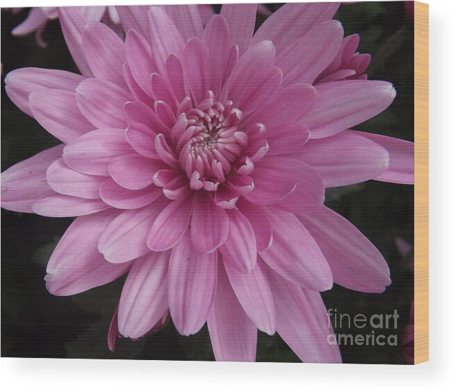 Chrysanthemum Wood Print featuring the photograph Enchanting Pink by Lingfai Leung