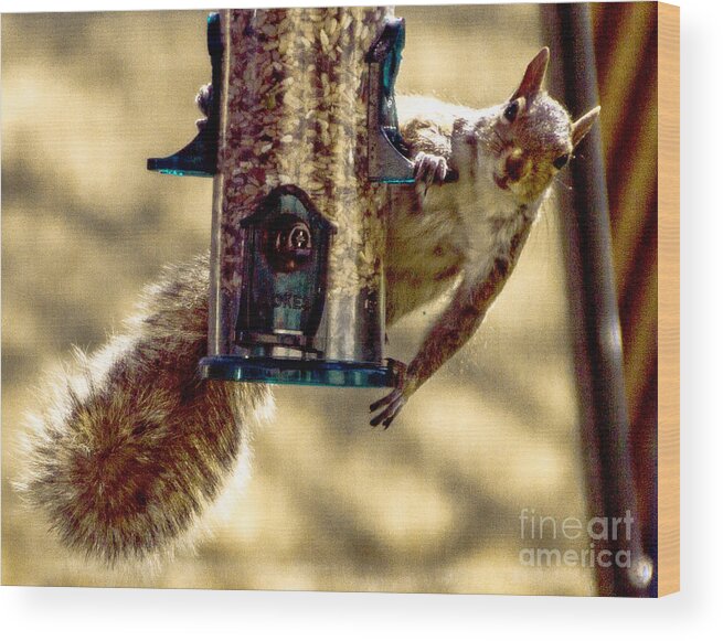 Bird Feeder Wood Print featuring the photograph Equal Access by William Norton