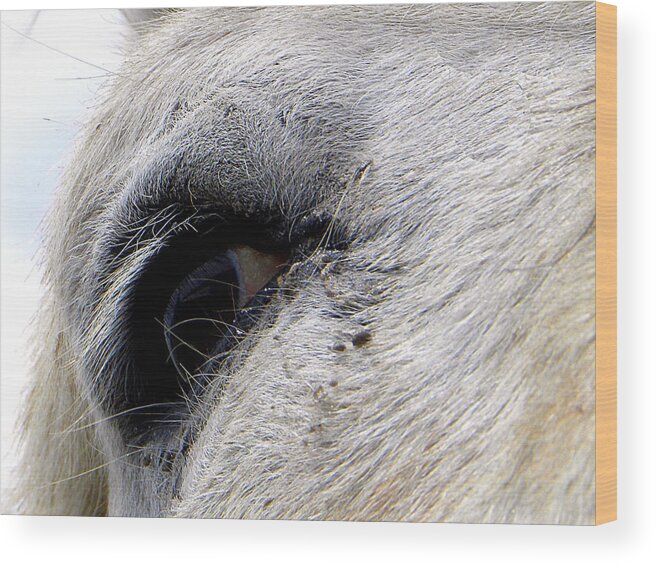 Macro Wood Print featuring the photograph Equine Eye by Christopher Mercer