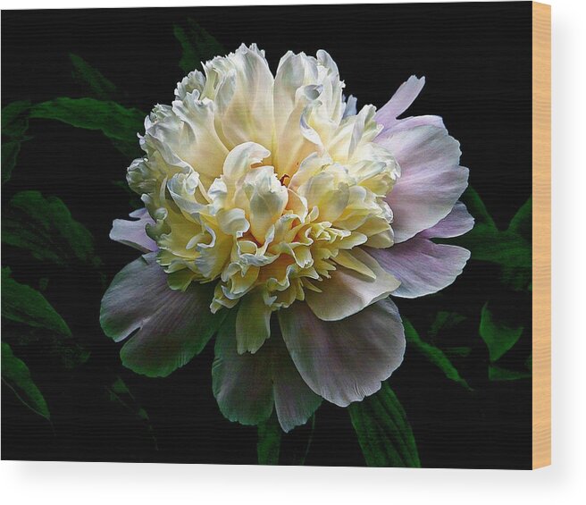 White Peony Wood Print featuring the photograph Evening Peonies by Karen McKenzie McAdoo