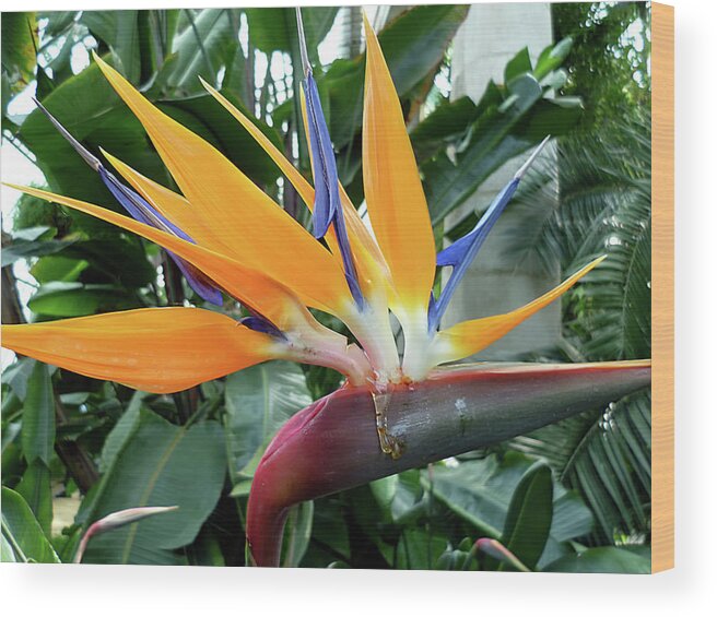 Exotic Bird Of Paradise By Marina Usmanskaya Wood Print featuring the photograph Exotic Bird Of Paradise by Marina Usmanskaya